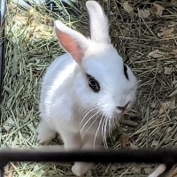 Picture of Yukito, the bunny our logo was modeled after